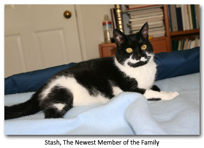 Stash - a Tuxedo Cat