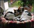 Our other two babies (next in line of succession) LaVerne & Shirley