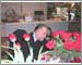Ernie Fretter Stops to Smell the Roses (& Eat)